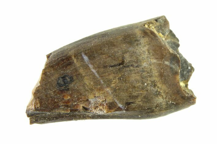 Fossil Tyrannosaur (Nanotyrannus) Partial Premax Tooth - Montana #338734